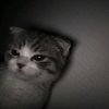 farel_0315