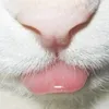 milkis_dilkiss