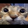 bugspmn1