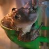 frogtism_