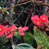 ttulipp.1