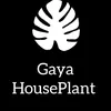 gaya_houseplant