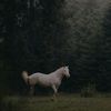 haneenahmed_05