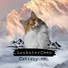 leekstercoon_cattery_nl