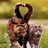 Cute Cat NJF