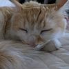 fernthegatto