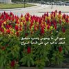 nawari3456