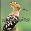 alhudhudaltaar