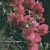 fmt067