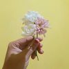 airaa_cant
