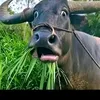 anhnongdann2000