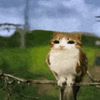 not_like.rat