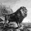 liondebarbarie4