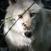 barb_1115