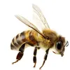jimmmy_the_bee