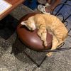 miffynuano