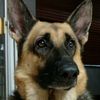 friendlyshepherdtoo