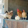 userspbwmavavc