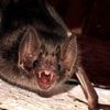 sam.the.bats