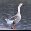gooses6000