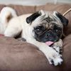 cucumberthepug719