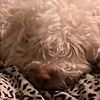 lagotto1401