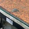 i_like_fish_13