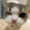 ci_huy02