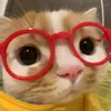 lilshuyn404