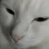 kot_kpyzya