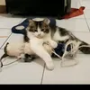 haruyacatnfriends