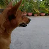 ownhalamnhac