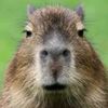 skibidicapybara1