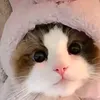 cookieb5ii