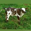 gimpe.rigaba