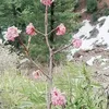 mukhtarahmed7520
