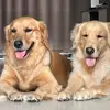 maedepetgoldens