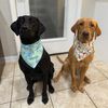 nolaandmollylabs