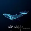 surchy_2024