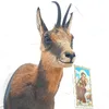 taxidermia.serrano