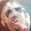 pipotododia