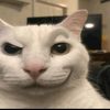 gatoviolaaapeke