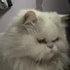 ka_.msh