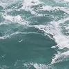 majd_3006
