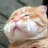 bongbong181220