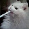 cultu_re0