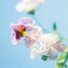 bunnyrose071