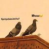 kunfayakun3692