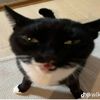 catlover6942089
