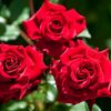 shawnchaudhary1